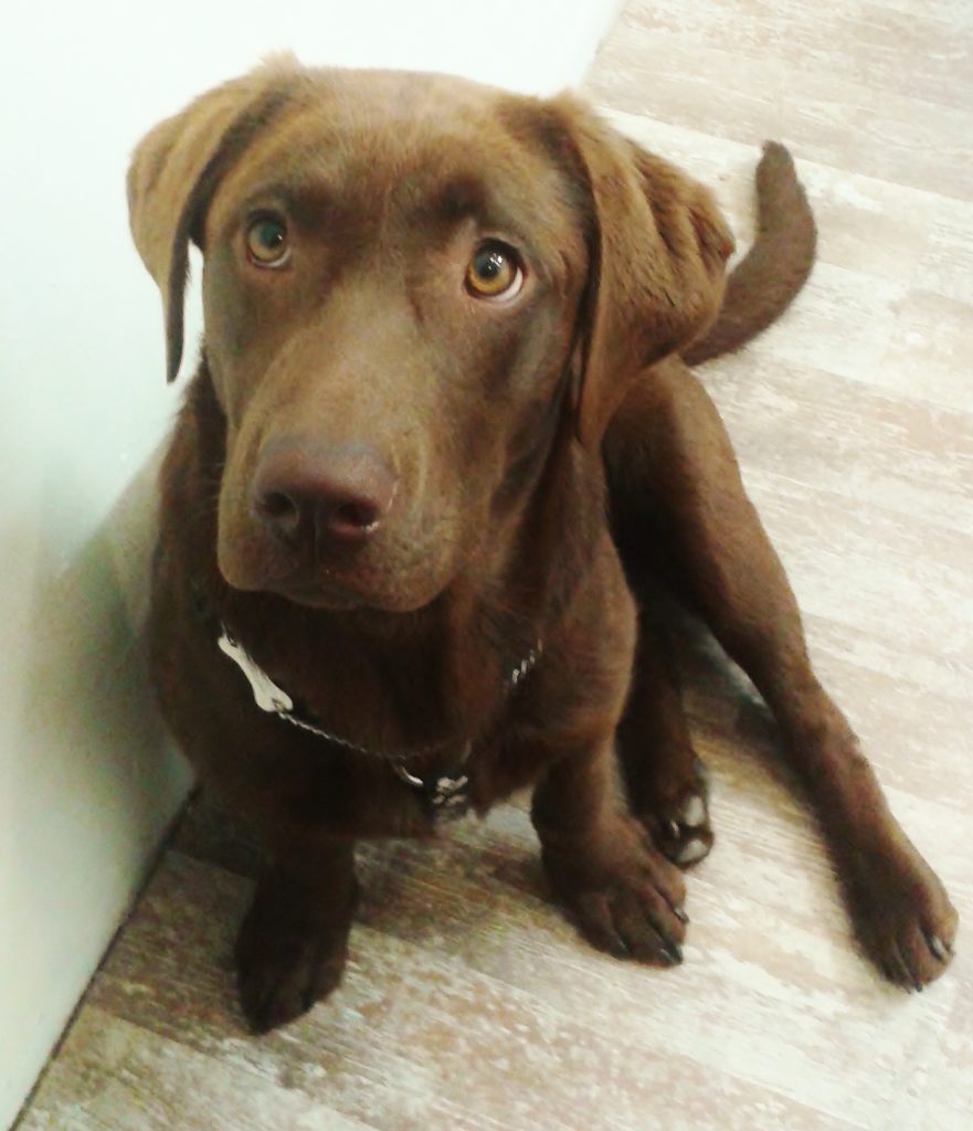 Hond Rhonda bij goudsmid